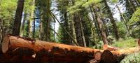 cut logs shown as part of a timber thinning demonstration at Gordon Creek, which is a part of the Lower Sandy River Watershed, east of Portland