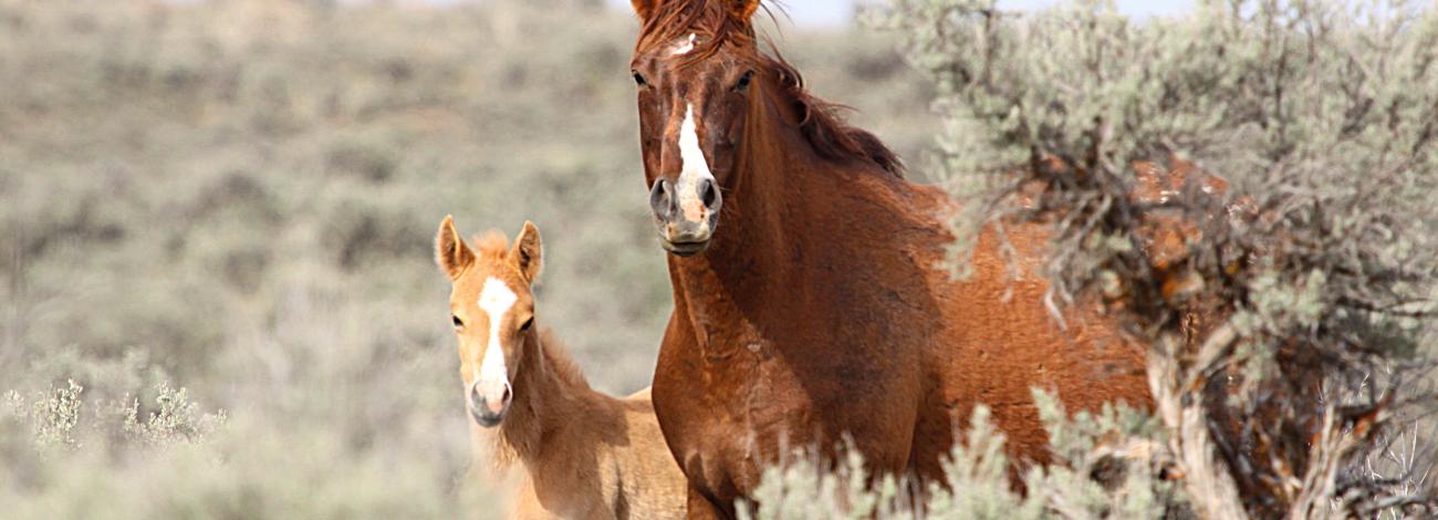 A horse and a foal in sagebrush